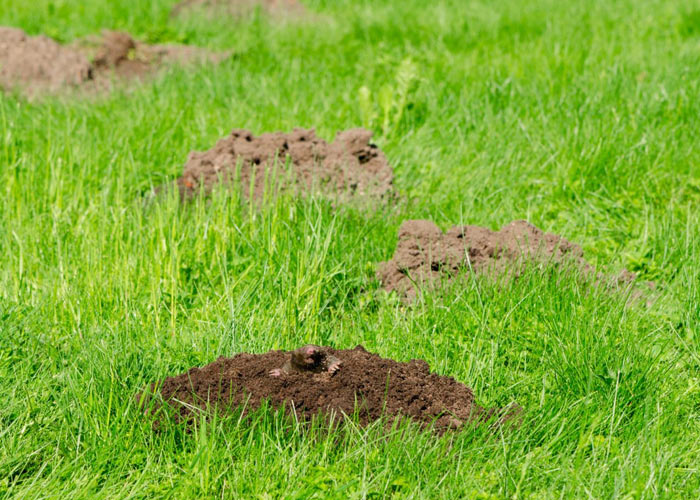 Faites appel à un jardinier-paysagiste professionnel pour éradiquer les taupes de votre jardin 